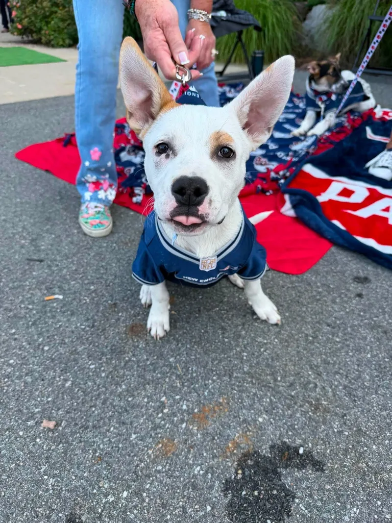 A baby medium-sized male Pit Bull Terrier dog named Tex for adoption in Pembroke, MA
