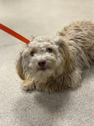 A young small-sized female Poodle dog named Curly Sue for adoption in Riverside, CA