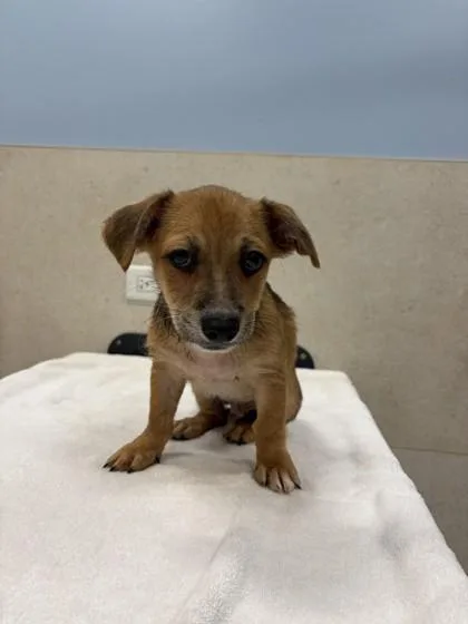 A baby small-sized male Terrier dog named Frank for adoption in Honolulu, HI