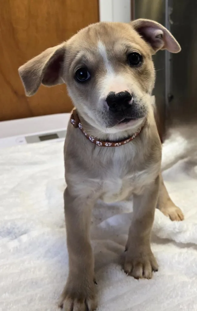 A baby small-sized female Doberman Pinscher dog named Melissa for adoption in Sandusky, OH