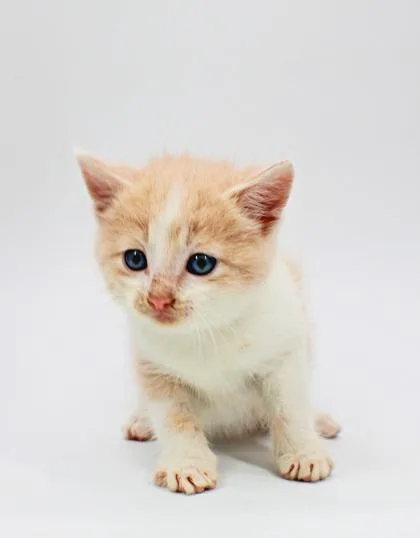 A baby small-sized male Domestic Short Hair cat named Tale for adoption in Morton Grove, IL