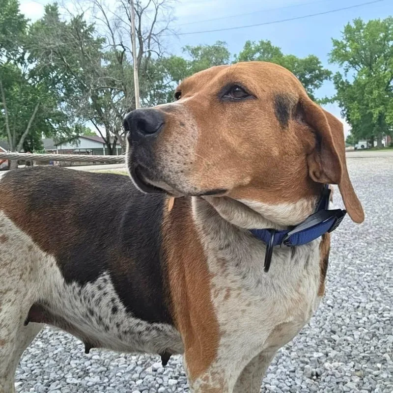 An adult medium-sized female Brown / Chocolate Treeing Walker Coonhound dog named Birtha Earle for adoption in Pekin, IL