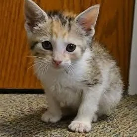 A baby medium-sized female Calico cat named Clover for adoption in Hopkinsville, KY