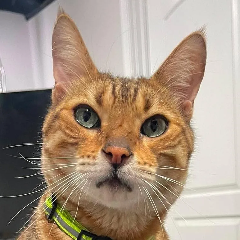 An adult medium-sized male Exotic Shorthair cat named Morpheus for adoption in Chicago, IL