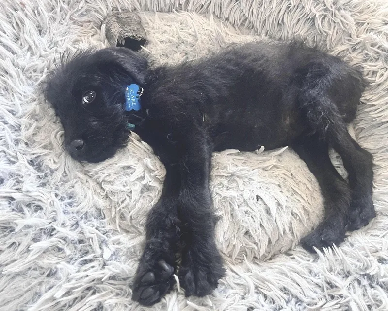 A baby small-sized male Terrier dog named Ozzy for adoption in Corona, CA