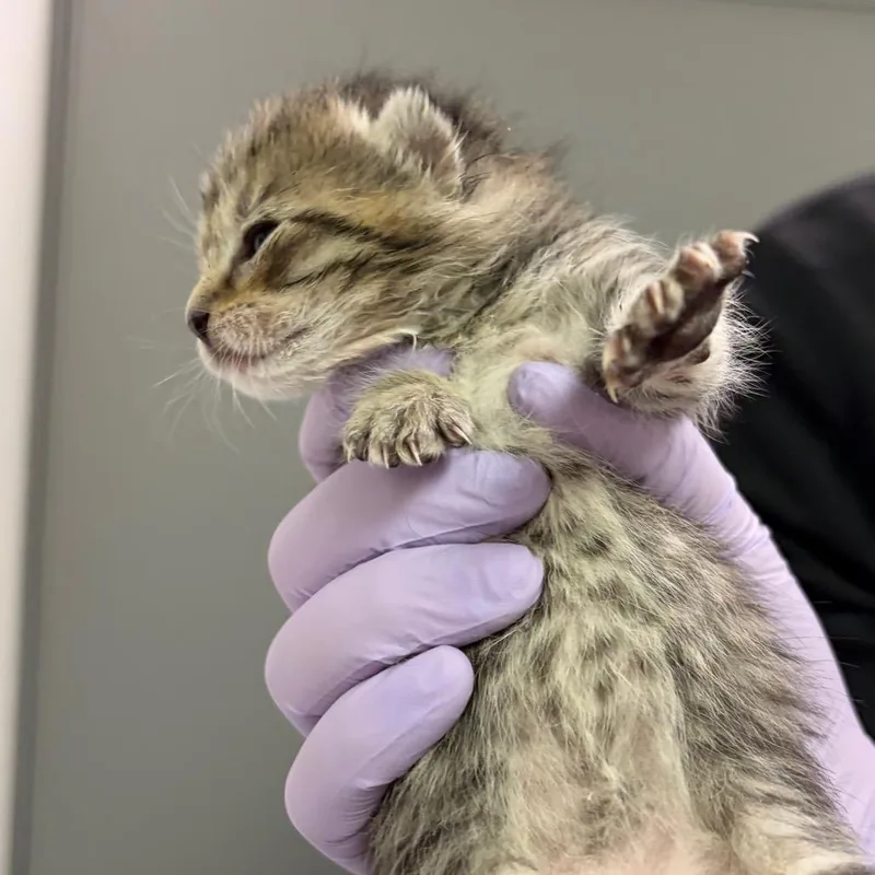 A baby small-sized female Gray / Blue / Silver Domestic Short Hair cat named Knees for adoption in Charleston, WV