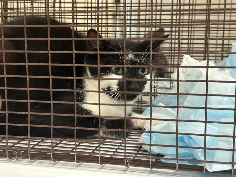 A baby medium-sized female Domestic Short Hair cat named 2026-06-067 for adoption in Winder, GA