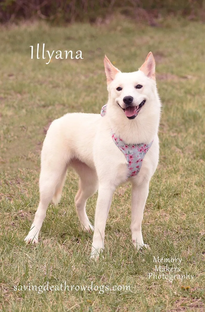 An adult medium-sized female Husky dog named Illyana for adoption in Topeka, KS