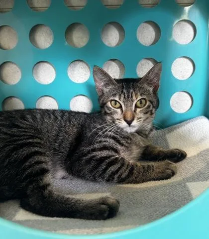 A baby small-sized female Domestic Short Hair cat named Chrissy for adoption in Honolulu, HI