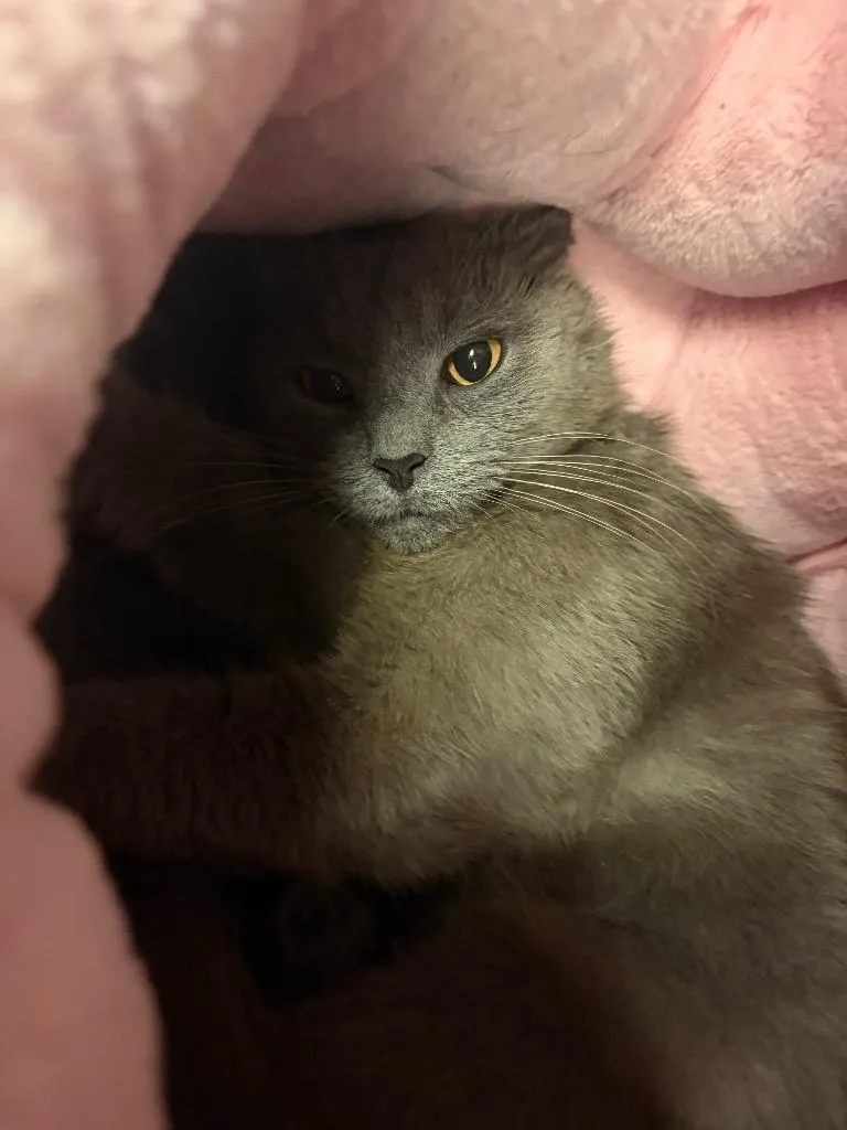 A young medium-sized female Domestic Short Hair cat named Katherine for adoption in Wintersville, OH