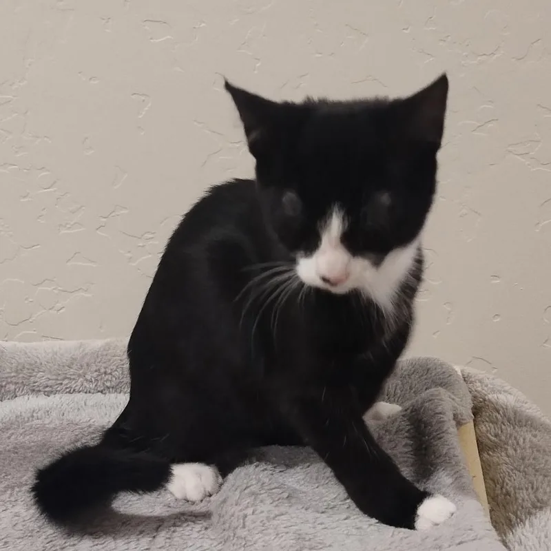 Fria – A Little thumbnail 2