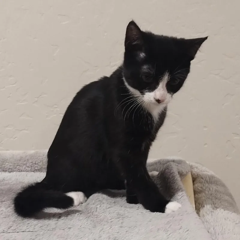 A baby medium-sized female Tuxedo cat named Fria β A Little for adoption in Prescott, AZ