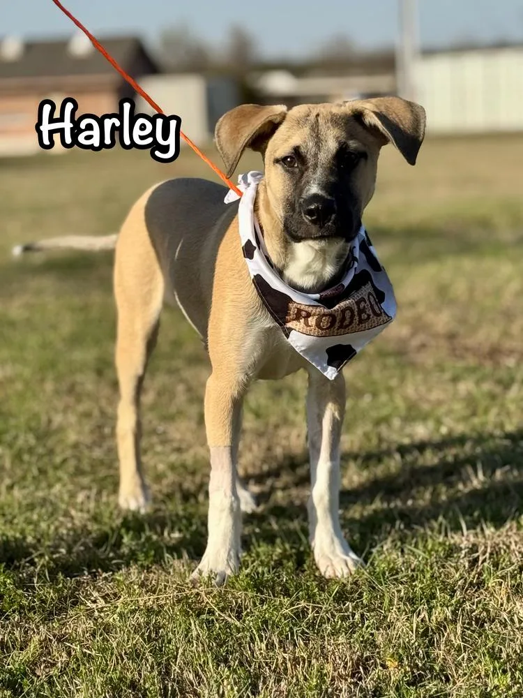 A young medium-sized male Brown / Chocolate Anatolian Shepherd dog named Harley for adoption in Tulsa, OK