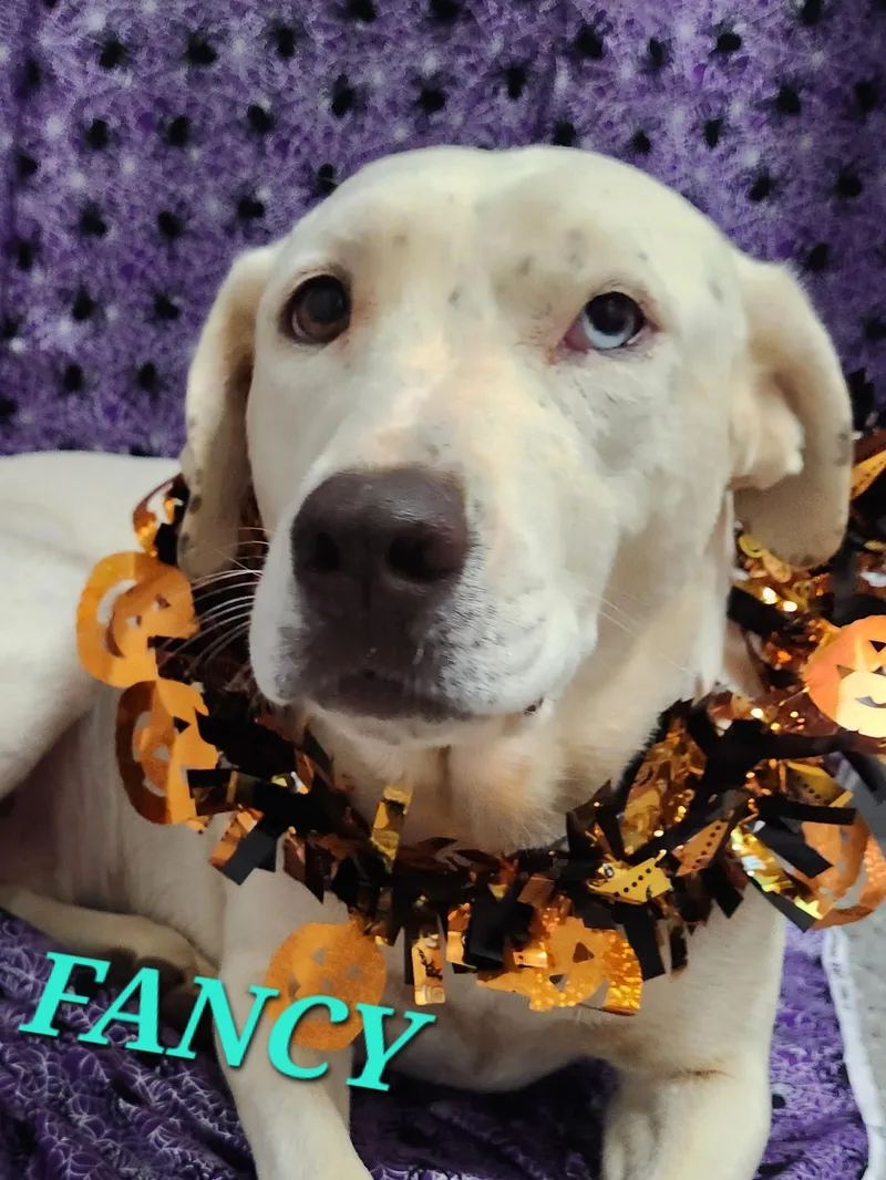 Fancy  Fall in thumbnail 3