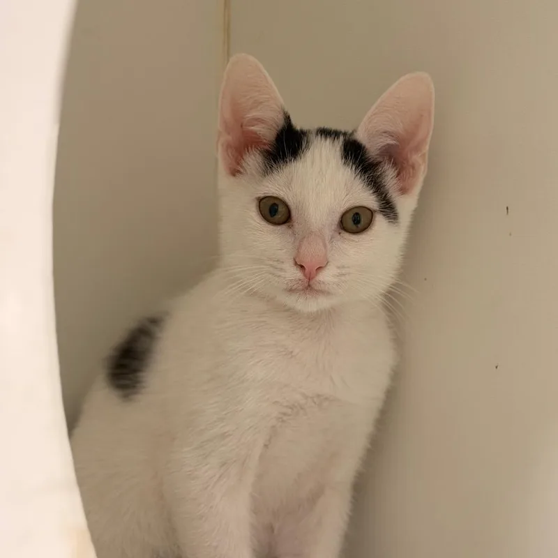 A baby small-sized male Black Domestic Short Hair cat named Rudi for adoption in Gainesville, FL