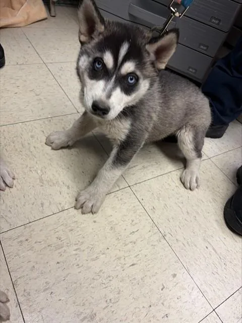 A baby small-sized female Siberian Husky dog named Snow for adoption in Stockton, CA