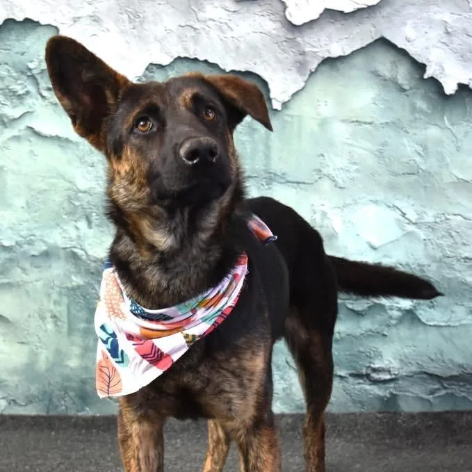An adult medium-sized male Shepherd dog named Milo for adoption in Yuma, AZ