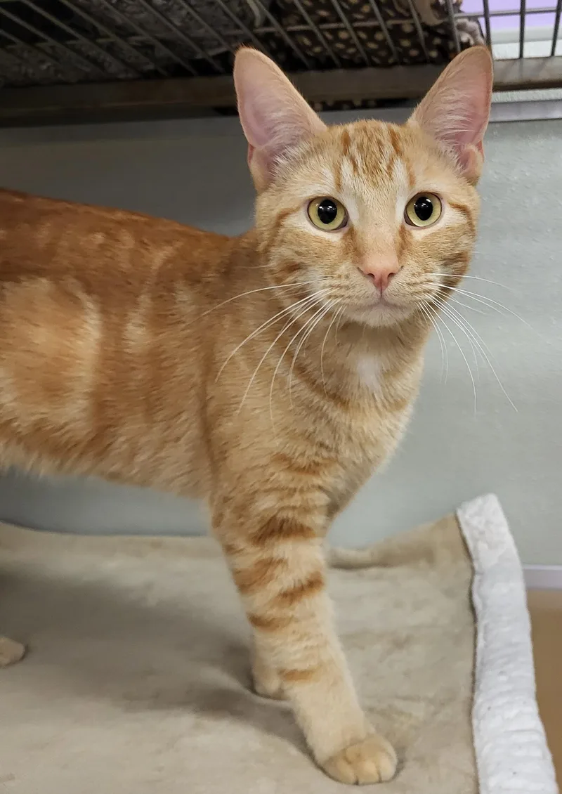 A baby medium-sized male Tabby (Orange / Red) Domestic Short Hair cat named Tucker for adoption in Grayslake, IL