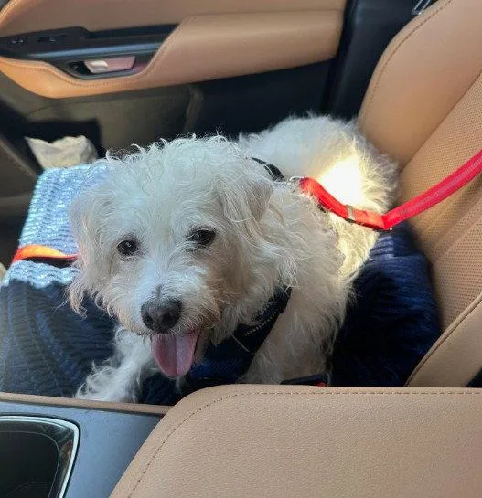 An adult small-sized male Poodle dog named Spike for adoption in San Diego, CA