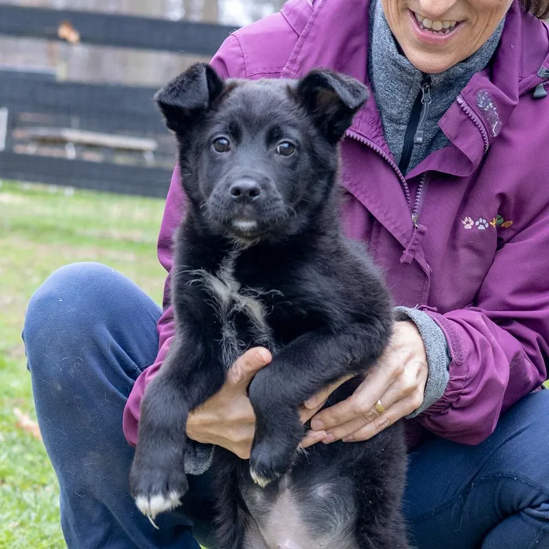 Chivesavail thumbnail 5