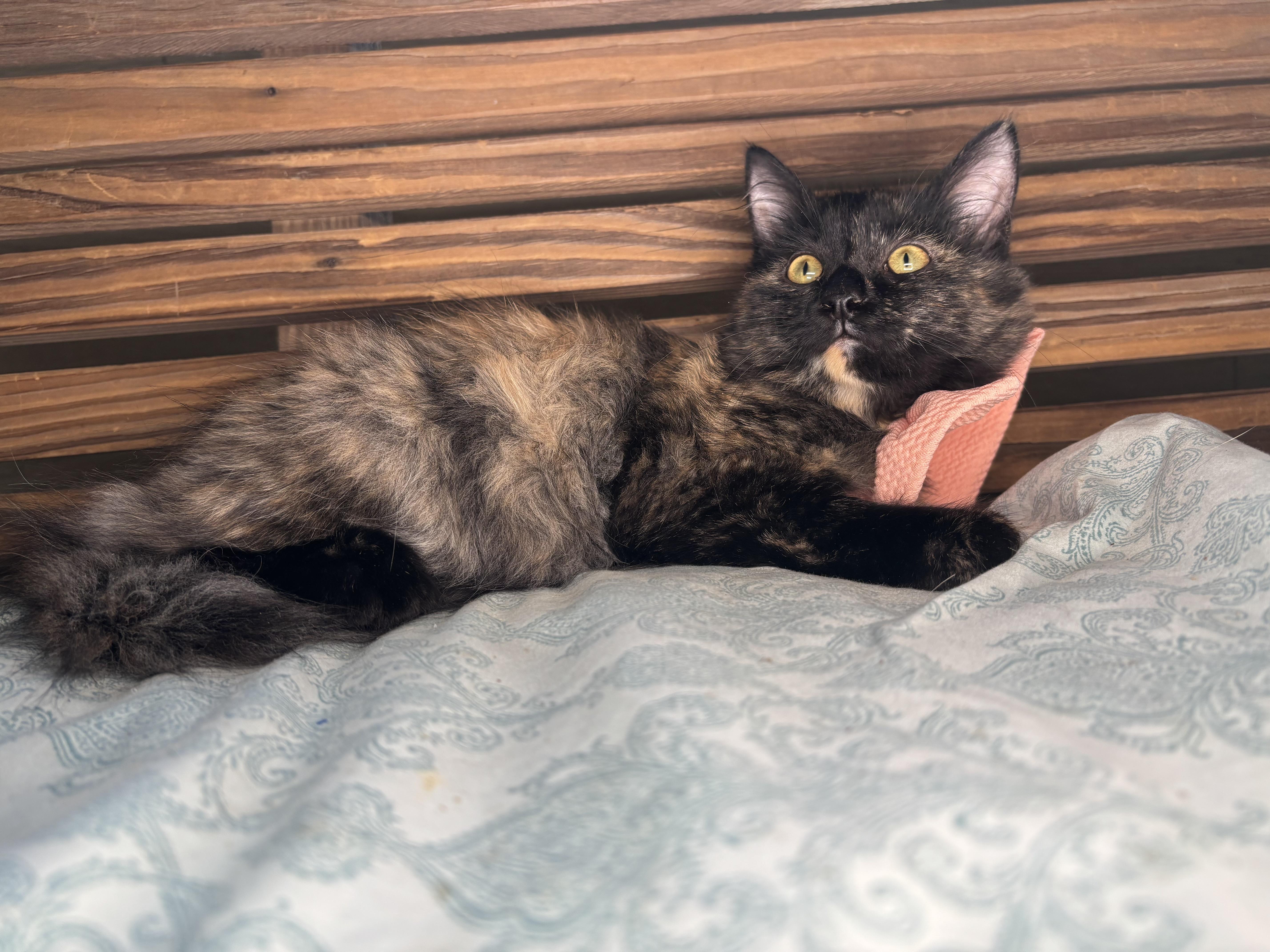 A baby medium-sized female Tortoiseshell Extra-Toes Cat / Hemingway Polydactyl cat named Pidge for adoption in Lucedale, MS