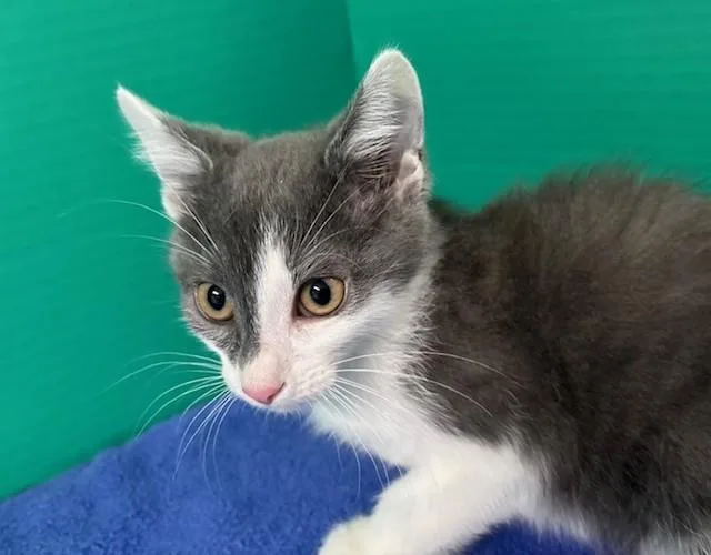 A baby medium-sized male Gray & White Domestic Short Hair cat named Carlton for adoption in Hawk Point, MO