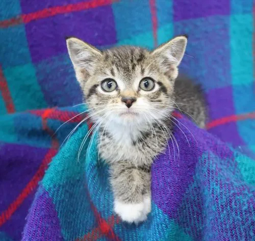 A young medium-sized female Domestic Short Hair cat named Yvonne for adoption in Thief River Falls, MN
