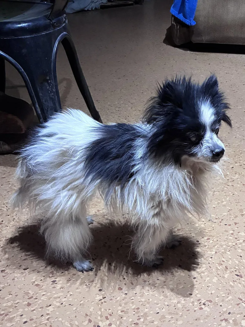 Pompom