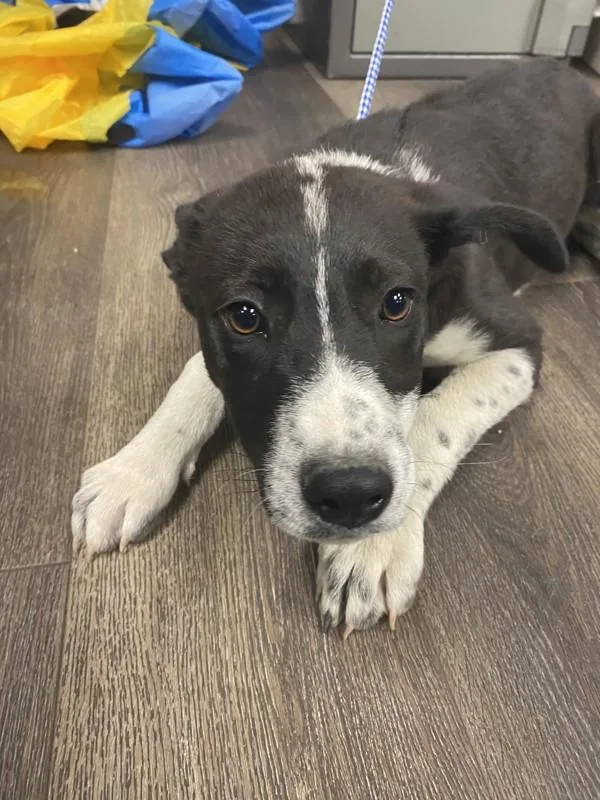A baby medium-sized female Border Collie dog named Dottie for adoption in Victorville, CA