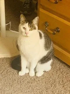 A senior medium-sized female Domestic Short Hair cat named Cinder for adoption in Bloomington, IN