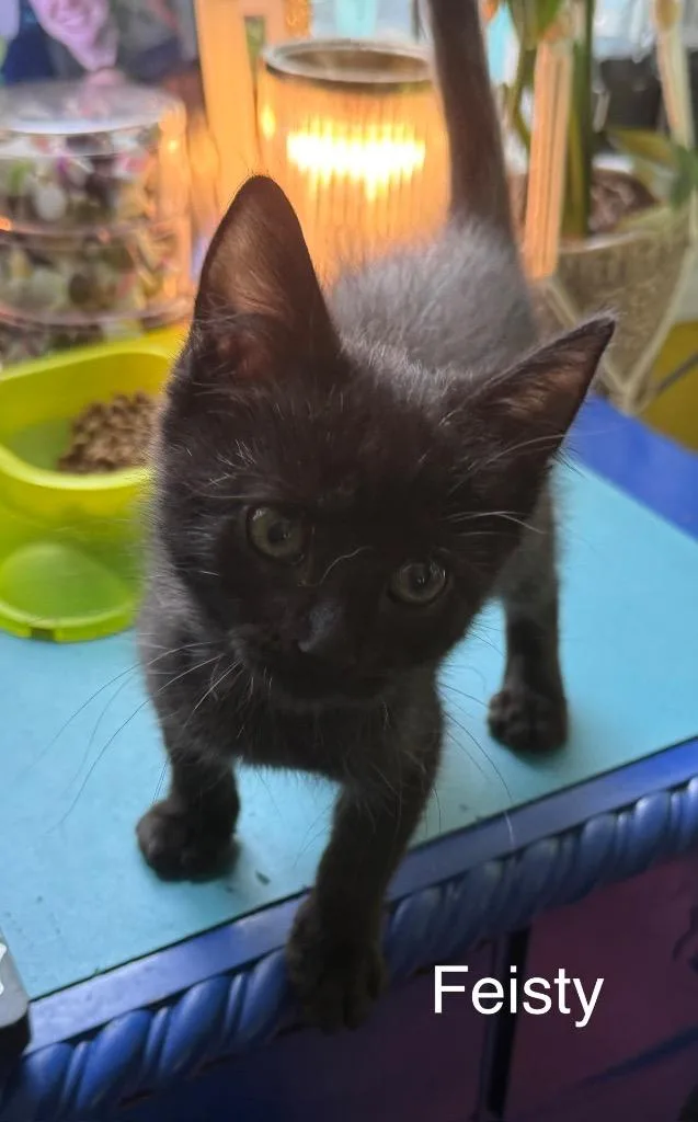 A baby medium-sized female Domestic Short Hair cat named Feisty for adoption in Johnson City, TN