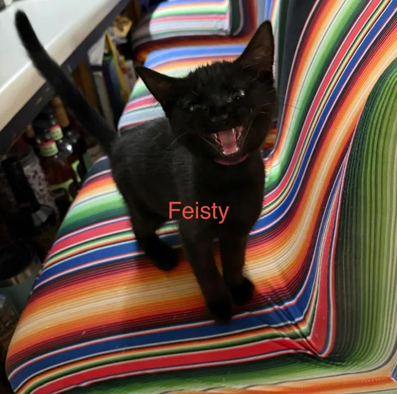 Feisty thumbnail 2