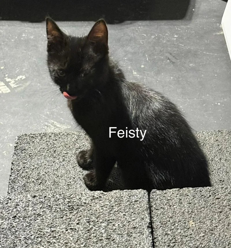 Feisty thumbnail 5