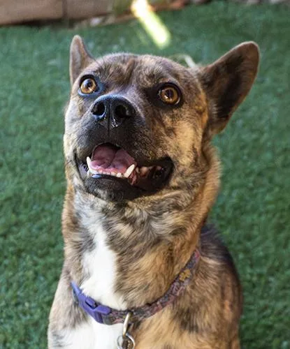 An adult medium-sized female Brindle Terrier dog named Animal Style for adoption in Encinitas, CA