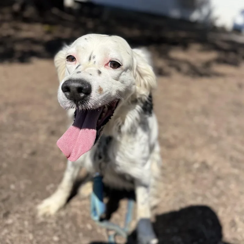 An adult medium-sized male White / Cream English Setter dog named Buddy for adoption in Pittsford, VT