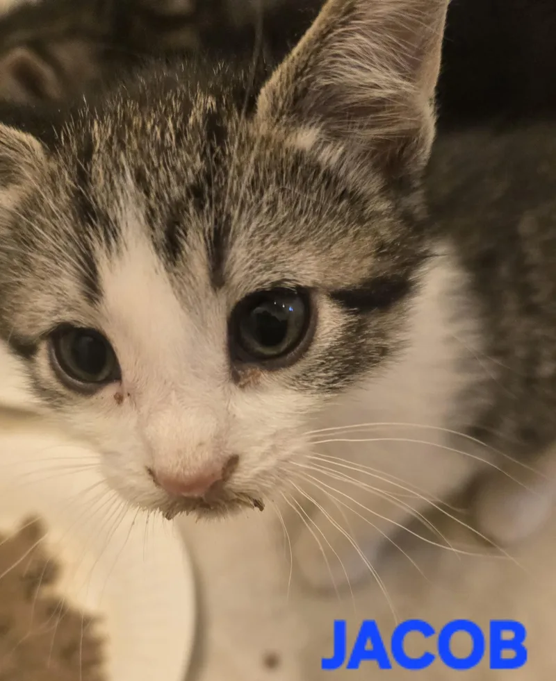 A baby small-sized male Domestic Short Hair cat named Jacob for adoption in Buhl, ID