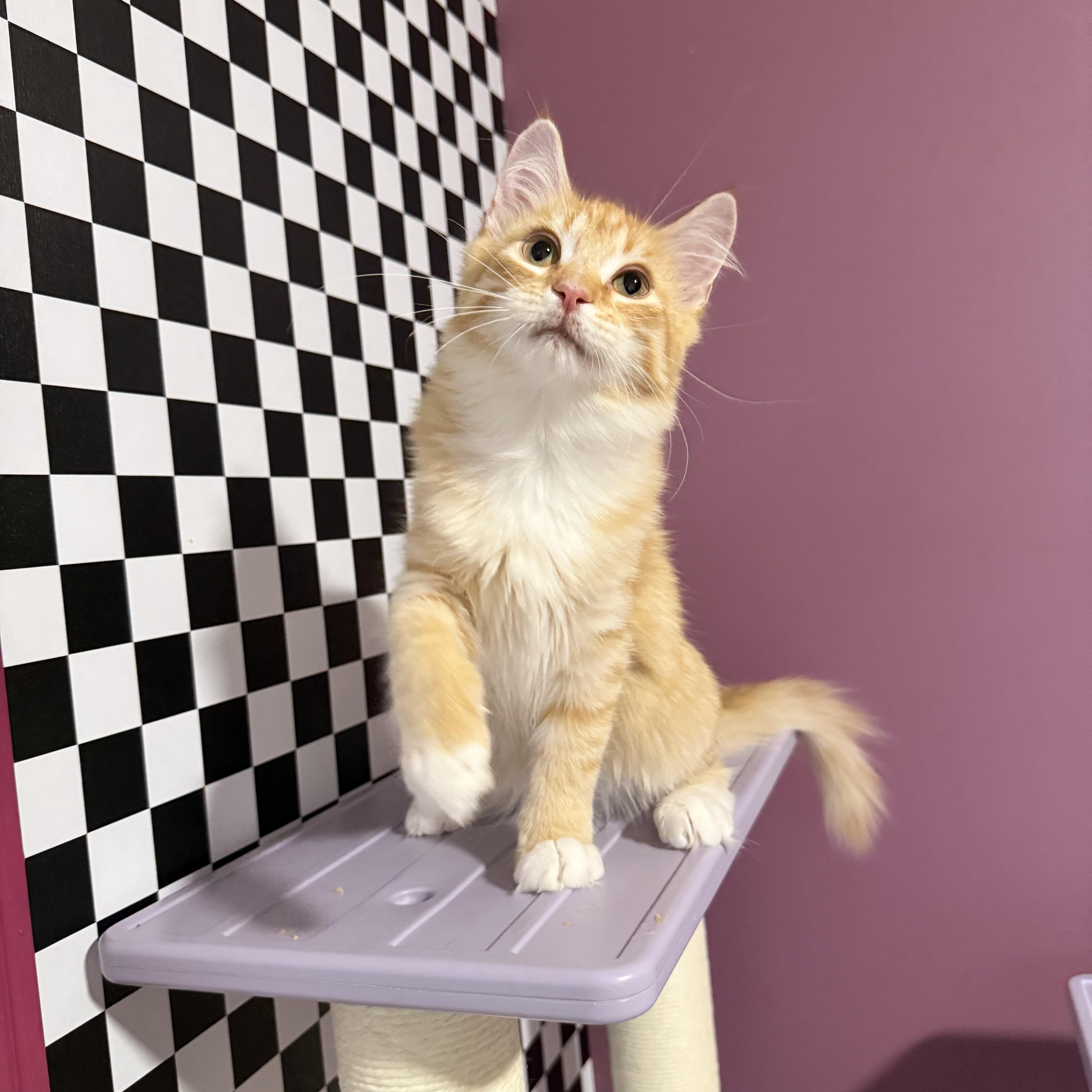 A baby small-sized female Domestic Medium Hair cat named Envy for adoption in Sweetwater, TN