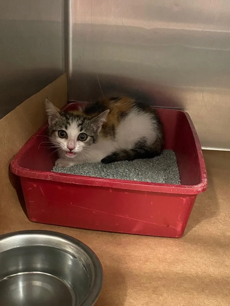 A baby small-sized female Domestic Short Hair cat named Mylo for adoption in Cartersville , GA