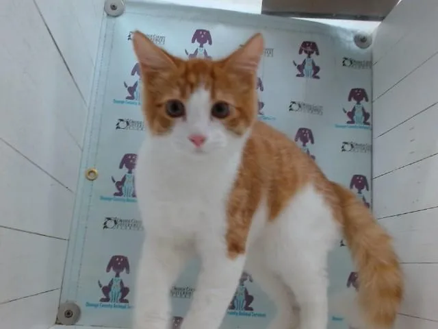 A young small-sized male Domestic Short Hair cat named Fluffy for adoption in Orlando, FL