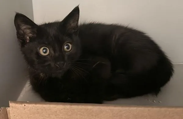 A baby small-sized female Domestic Short Hair cat named Karate for adoption in Ridgewood, NY