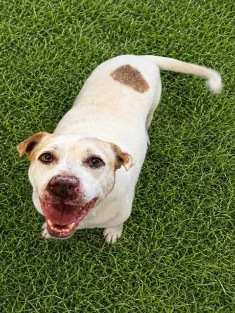 An adult large-sized female Pit Bull Terrier dog named Bonnie for adoption in Wylie, TX