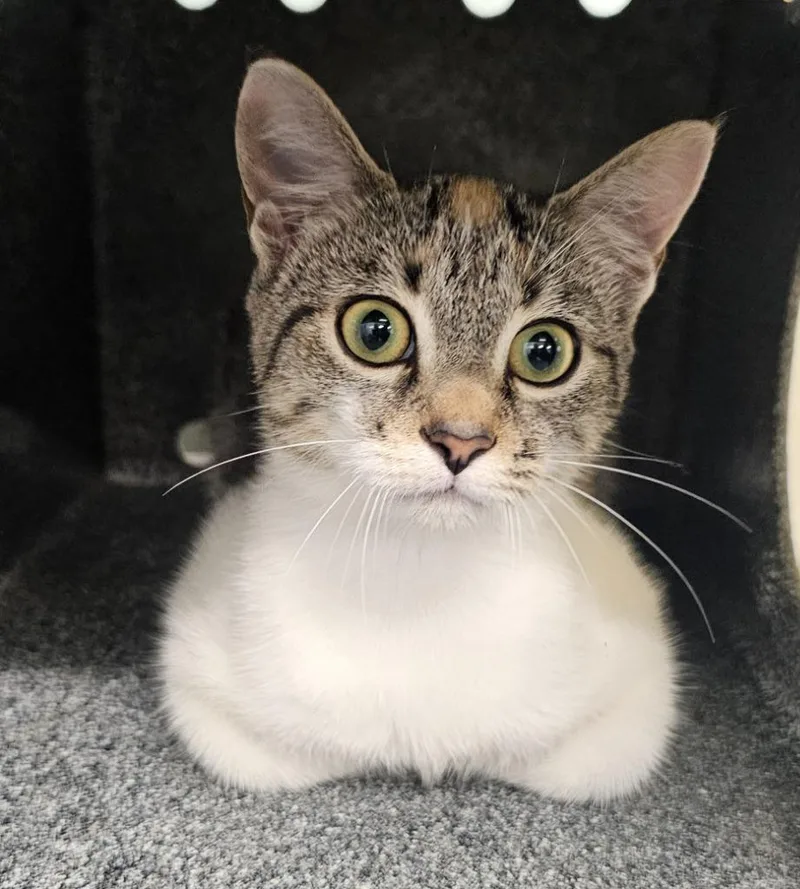 A baby small-sized female Domestic Short Hair cat named Butterscotch for adoption in Athens, TN