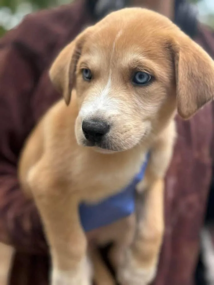 A baby medium-sized female Husky dog named Maple for adoption in New York, NY