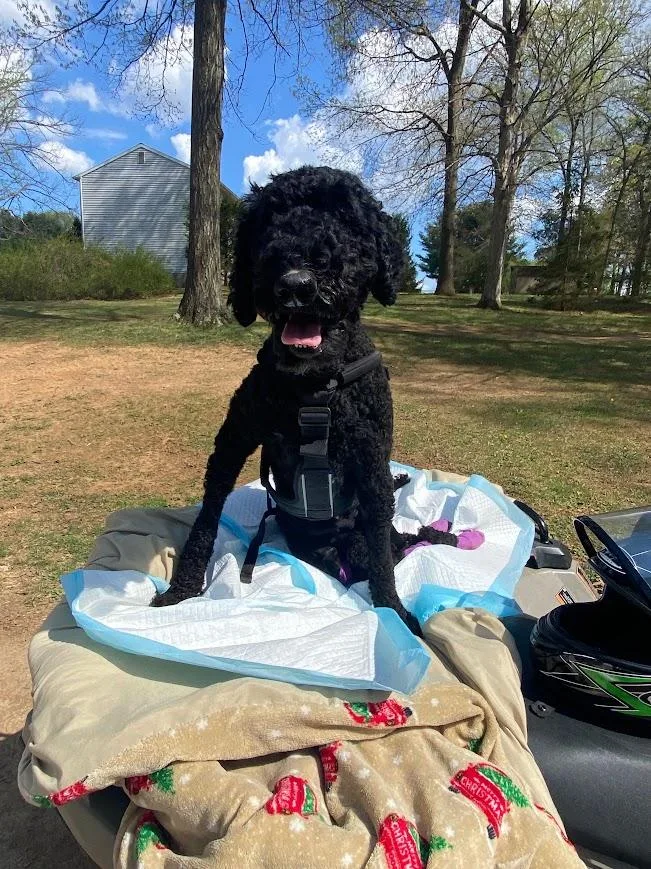 An adult medium-sized female Black Standard Poodle dog named Doll for adoption in Shermans Dale, PA