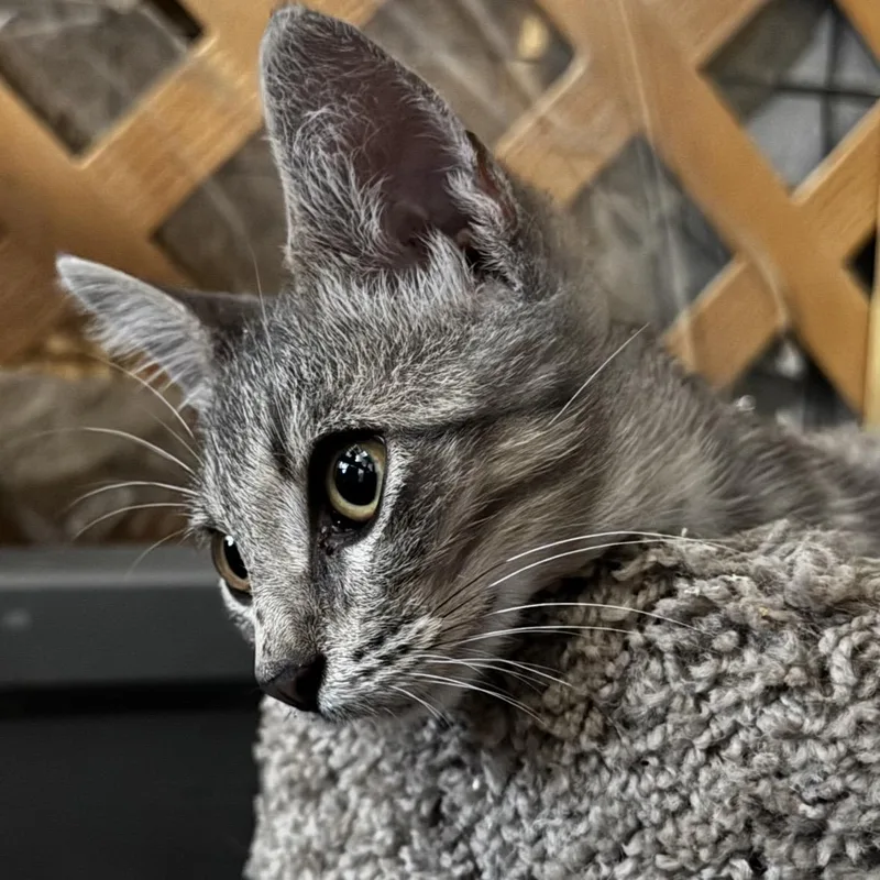 A young medium-sized male Tabby (Gray / Blue / Silver) Tabby cat named Sonny for adoption in Porter, TX
