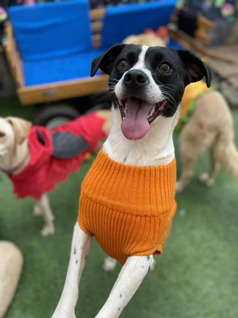 An adult medium-sized female Terrier dog named Molly for adoption in Oakland, CA