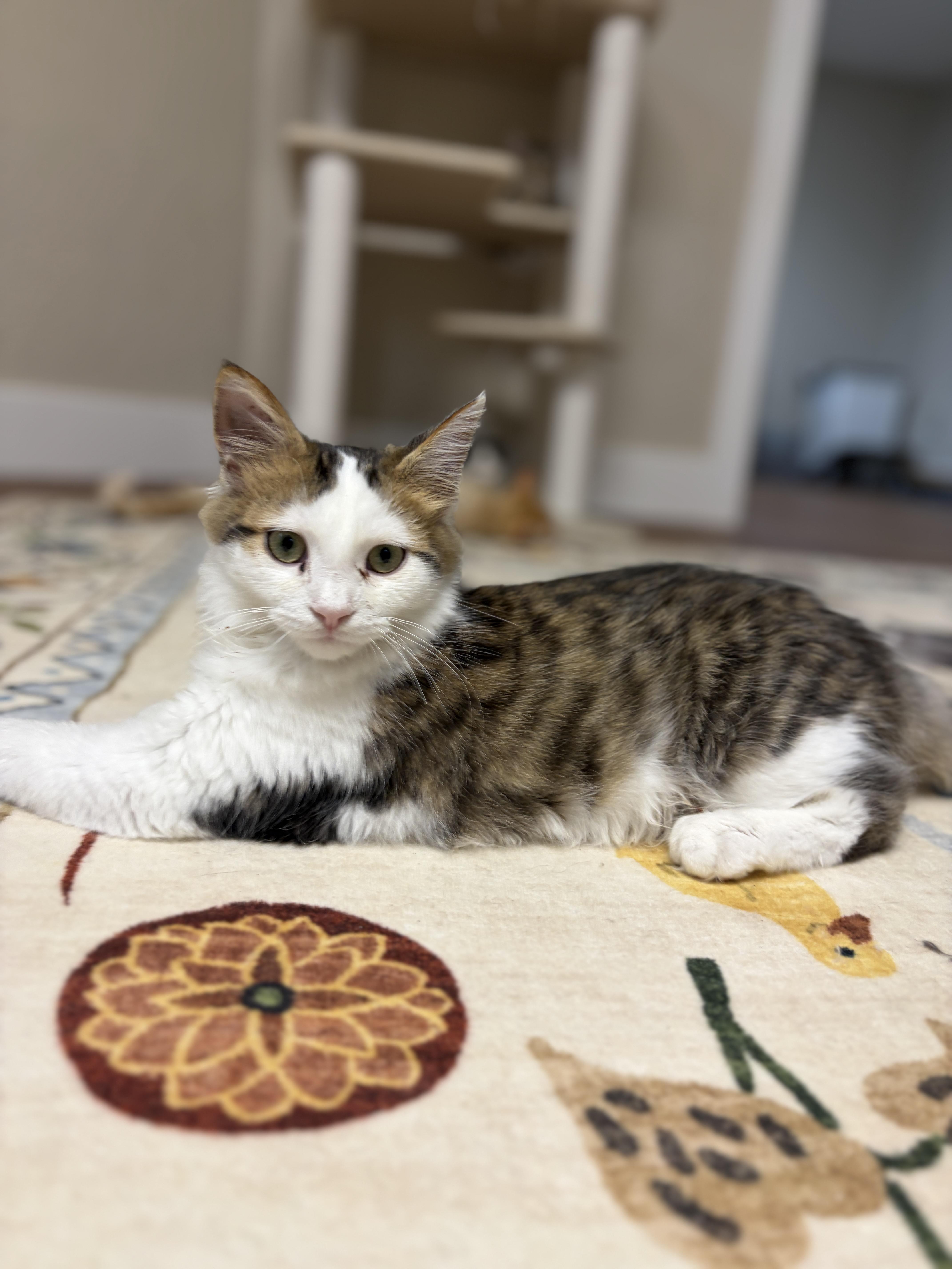 A baby medium-sized male Domestic Medium Hair cat named Ray for adoption in Greensburg, PA