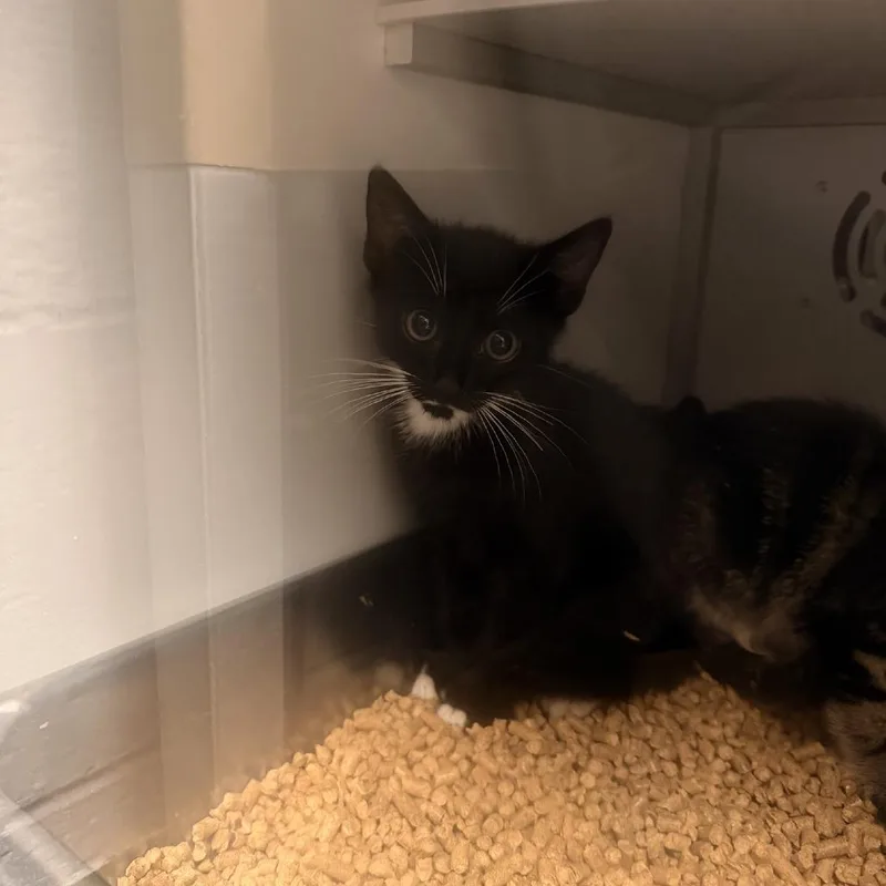 A baby small-sized male Black Domestic Short Hair cat named Sirius for adoption in Columbus, NC
