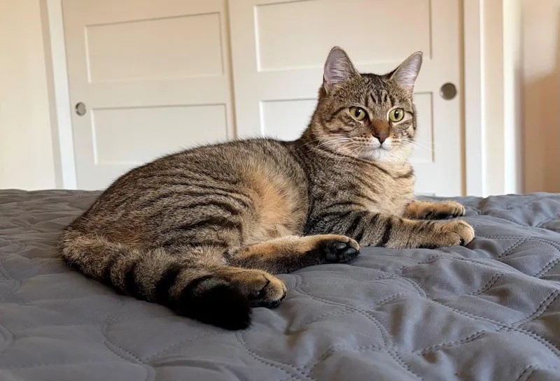 A young medium-sized male Domestic Short Hair cat named Charlie for adoption in White Bear Lake, MN