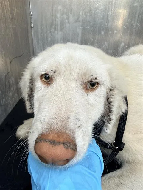 A baby medium-sized male Great Pyrenees dog named Johnny for adoption in San Antonio, TX